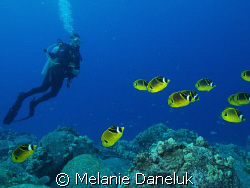 Just keep swimming, just keep swimming...
Raccoon Butter... by Melanie Daneluk 